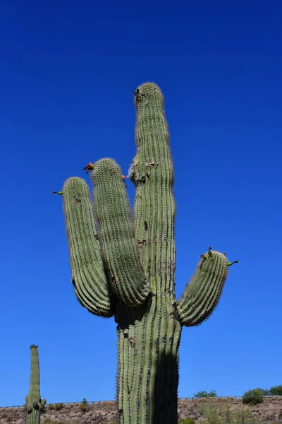 Prescott, USA - july 7 2016 : Saguaro cactus — Stock Photo, Image