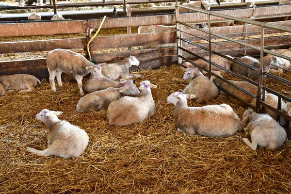 Thiverval Grignon, France - august 13 2016 : Agroparistech farm — Zdjęcie stockowe