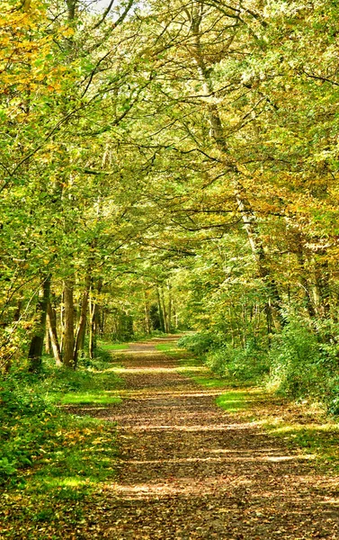 Verneuil sur Seine; Francia - 30 ottobre 2016: foresta nel Wes — Foto Stock