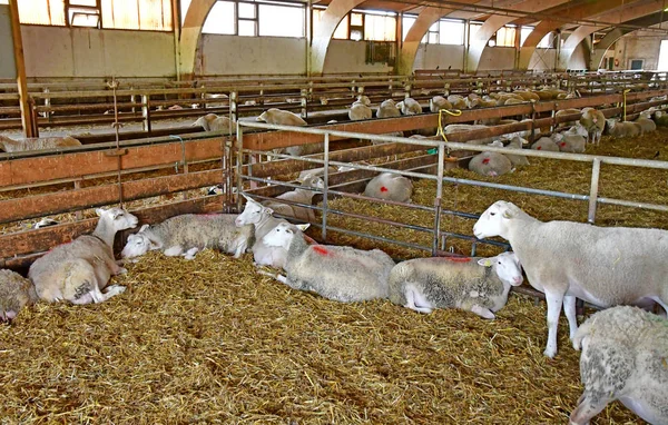 Thiverval Grignon, France - august 13 2016 : Agroparistech farm — Zdjęcie stockowe