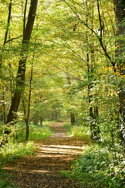 Verneuil sur Seine ; France - 30 octobre 2016 : forêt dans les wes — Photo