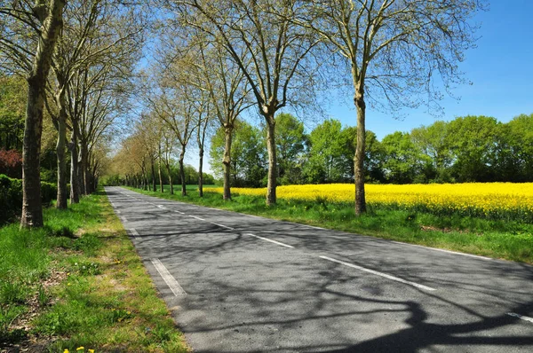 Gazeran, Francia - 5 de junio de 2016: primavera rural —  Fotos de Stock