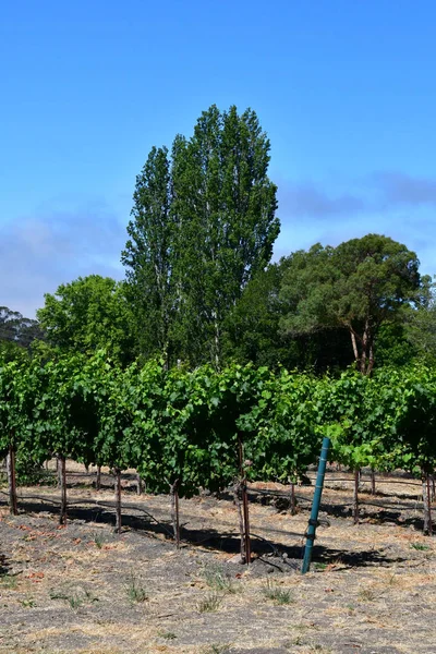 América; San Luis Obispo; Estados Unidos - 15 de julio de 2016: Claiborne y Chu — Foto de Stock