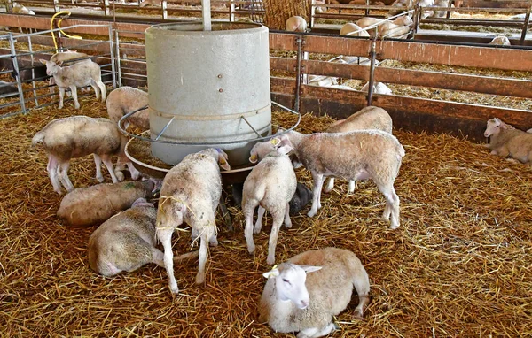 Thiverval Grignon, France - august 13 2016 : Agroparistech farm — Zdjęcie stockowe