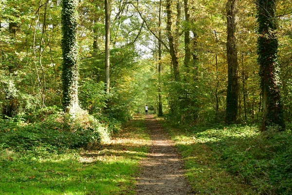 Verneuil sur Seine; Francia - 30 ottobre 2016: foresta nel Wes — Foto Stock