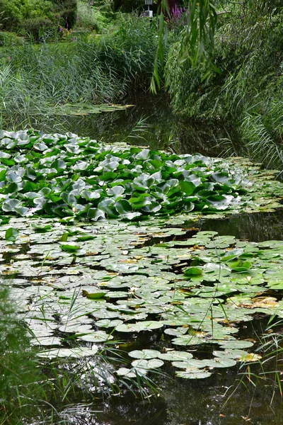 Estrasburgo, França - 24 de julho de 2016: jardim botânico da univ — Fotografia de Stock