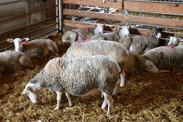 Thiverval Grignon, França - 13 de agosto de 2016: ovelhas e cordeiros em — Fotografia de Stock