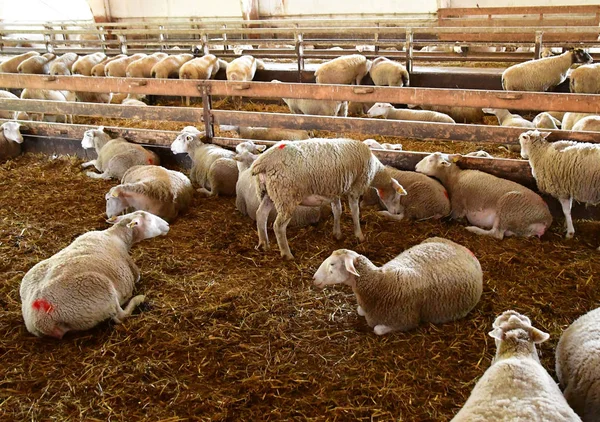 Thiverval Grignon, França - 13 de agosto de 2016: Fazenda Agroparistech — Fotografia de Stock