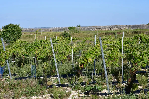 La Flotte, France - september 25 2016 : vineyard — Stock Photo, Image