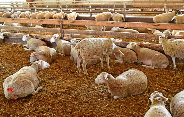 Thiverval Grignon, France - august 13 2016 : Agroparistech farm — Zdjęcie stockowe