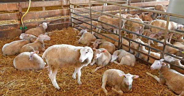 Thiverval Grignon, Francia - 13 de agosto de 2016: ovejas y corderos en — Foto de Stock