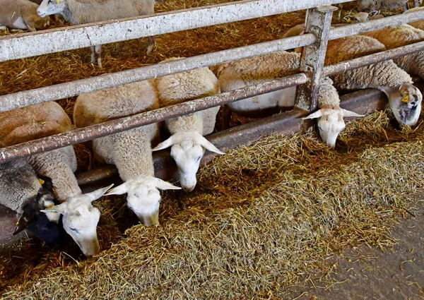 Thiverval Grignon, Francia - 13 de agosto de 2016: ovejas y corderos en — Foto de Stock