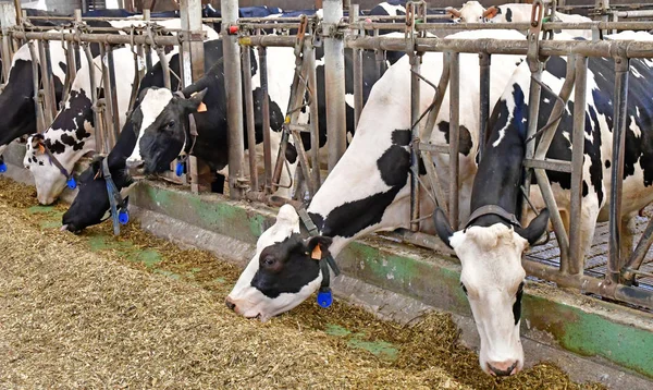 Thiverval Grignon, Francia - agosto 13 2016: vaca en Agroparistec — Foto de Stock