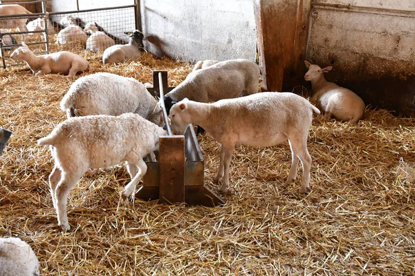 Thiverval Grignon, Francia - 13 de agosto de 2016: ovejas y corderos en — Foto de Stock