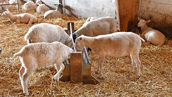 Thiverval Grignon, Francja - sierpień 2016 13: owce i jagnięta w — Zdjęcie stockowe