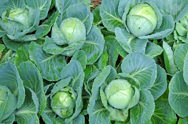 Verneuil sur Seine, Francia - 23 luglio 2009: cavolo in un giardino — Foto Stock