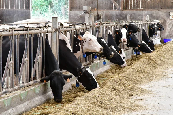 Thiverval Grignon, França - 13 de agosto de 2016: vaca em Agroparistec — Fotografia de Stock