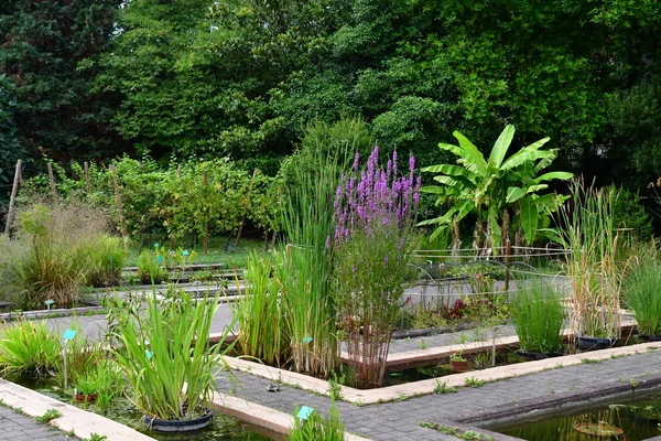 Estrasburgo, Francia - 24 de julio de 2016: jardín botánico de la Universidad — Foto de Stock