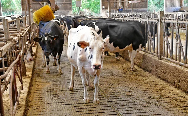 Thiverval Grignon, França - 13 de agosto de 2016: Fazenda Agroparistech — Fotografia de Stock