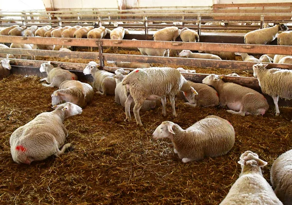 Thiverval Grignon, Francja - sierpień 2016 13: owce i jagnięta w — Zdjęcie stockowe
