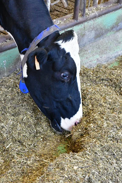 Thiverval Grignon-πληροφορίες για ταξίδια, Εκδρομές και Αξιοθέατα-Αυγούστου 2016 13: αγελάδα στην Agroparistec — Φωτογραφία Αρχείου