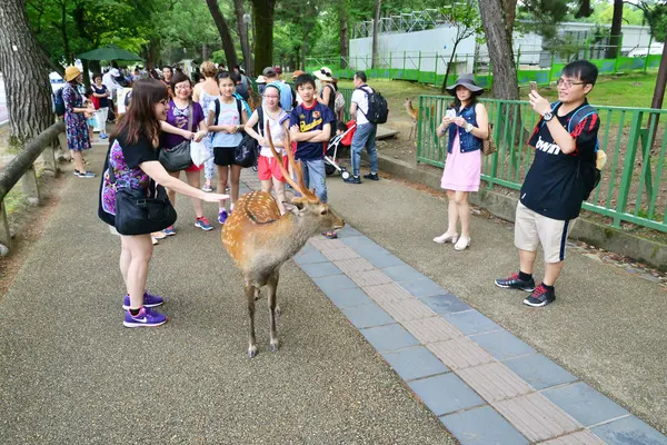 Nara, Japón - 31 de julio de 2017: ciervos en el parque Nara — Foto de Stock