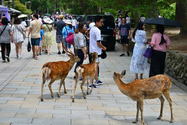 Nara, Japón - 31 de julio de 2017: ciervos en el parque Nara — Foto de Stock