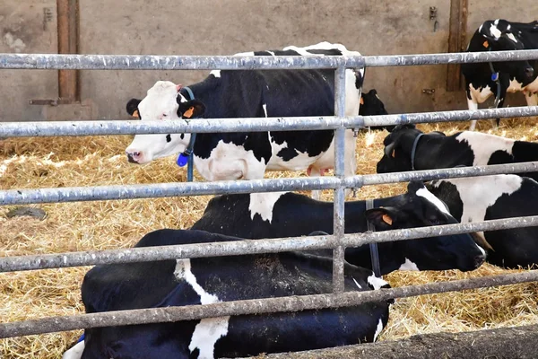 Thiverval Grignon France August 2016 Cow Agroparistech Farm — Stock Photo, Image