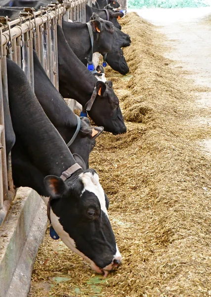 Thiverval Grignon, France - august 13 2016 : cow in Agroparistec — Stock Photo, Image