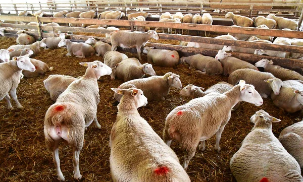 Thiverval Grignon, Francie - srpen 2016 13: ovce a jehňata v — Stock fotografie