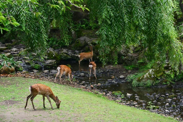 Nara, Japón - 31 de julio de 2017: ciervos en el parque Nara — Foto de Stock