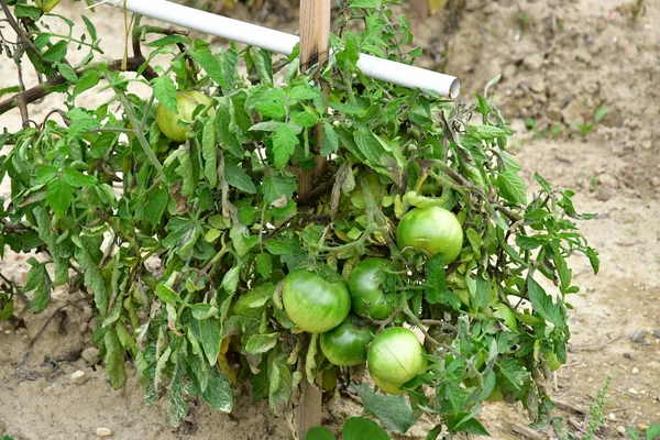 Les Mureaux France September 2017 Ein Schrebergarten — Stockfoto