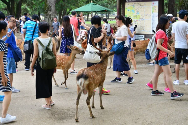 Nara Japón Julio 2017 Ciervos Parque Nara — Foto de Stock