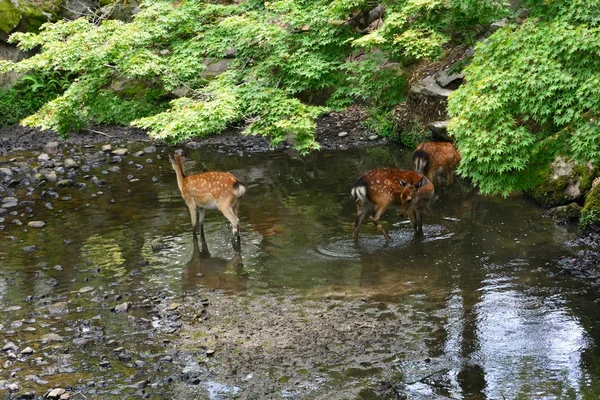 Nara, Japan - july 31 2017 : deer in the Nara park — Stock Photo, Image