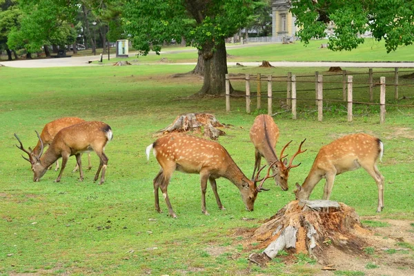 Nara, Japan - july 31 2017 : deer in the Nara park — Stock Photo, Image