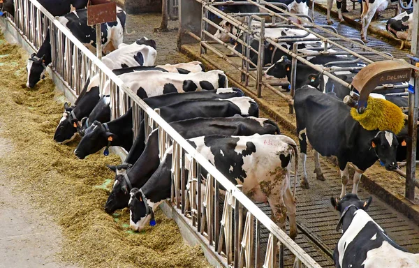 Thiverval Grignon, França - 13 de agosto de 2016: vaca em Agroparistec — Fotografia de Stock