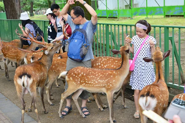 2017 年 7 月 31 日 - 奈良県: 奈良公園の鹿 — ストック写真