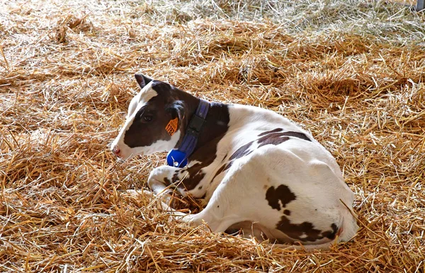 Thiverval Grignon, Francia - agosto 13 2016: vaca en Agroparistec —  Fotos de Stock