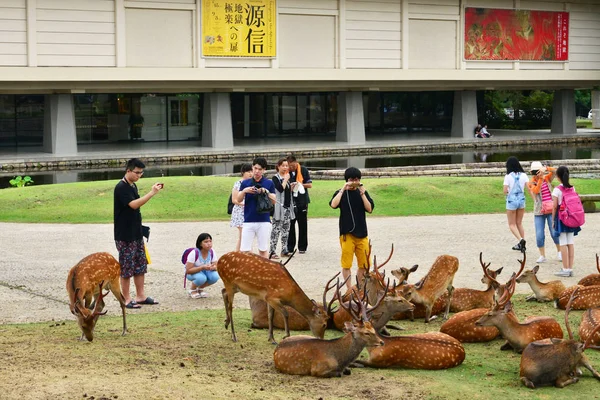 Nara, Japón - 31 de julio de 2017: ciervos en el parque Nara — Foto de Stock