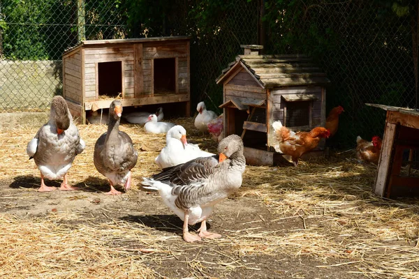 Sagy; France - september 6 2019 : poultry — Stock Photo, Image