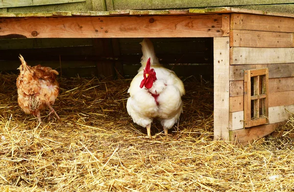 Sagy; France - june 3 2019 : poultry — Stock Photo, Image