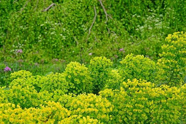 Londres; Kew, Inglaterra - 5 de maio de 2019: os Jardins Kew — Fotografia de Stock