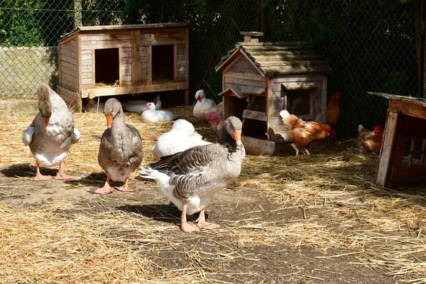 Sagy; France - september 6 2019 : poultry — Stock Photo, Image