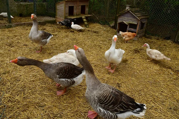 Sagy; Francia - 3 de junio de 2019: avicultura — Foto de Stock