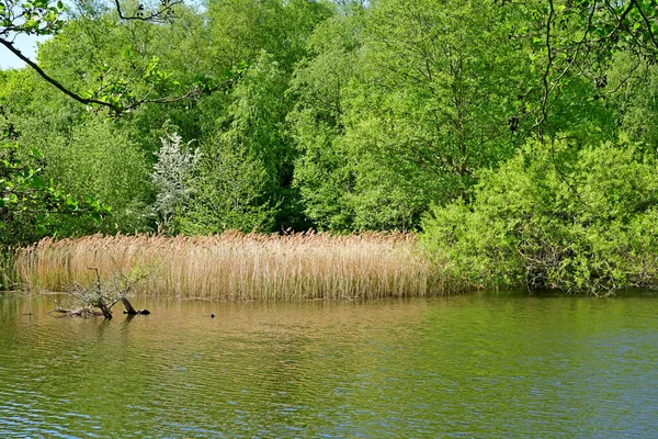 Londra; Hampstead, İngiltere - 5 Mayıs 2019: Hampstead Heath — Stok fotoğraf