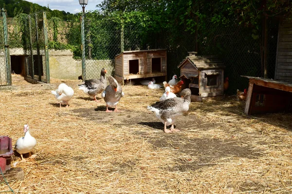 Sagy; França - 6 de setembro de 2019: aves domésticas — Fotografia de Stock
