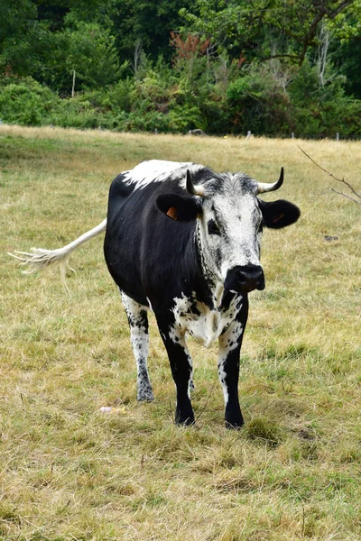 Jouy le Moutier; Frankrijk - 4 september 2019: Ecancourt Farm — Stockfoto