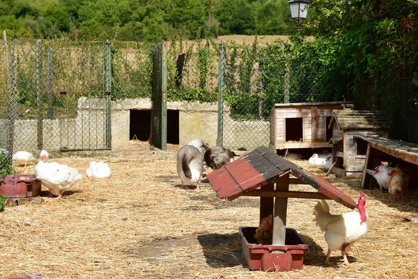 Sagy; França - 6 de setembro de 2019: aves domésticas — Fotografia de Stock