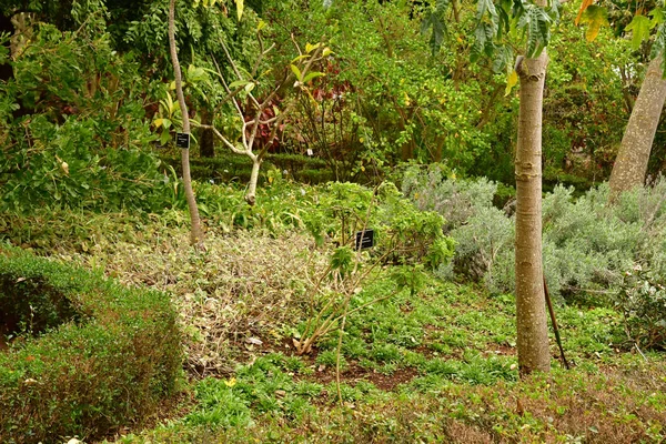 Funchal, Portugal - february 22 2018 : botanical garden — стокове фото