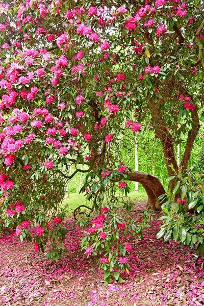 Londres; Kew, Inglaterra - 5 de mayo de 2019: los Jardines de Kew —  Fotos de Stock